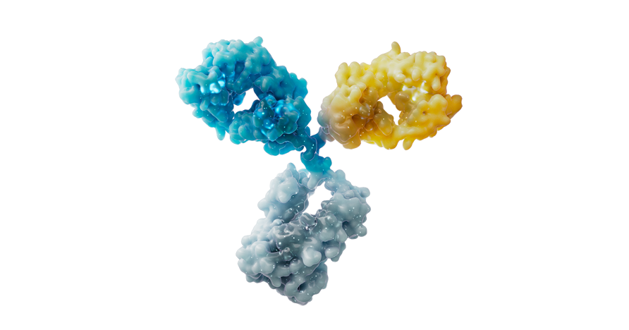 BGB-3111-215 Trial