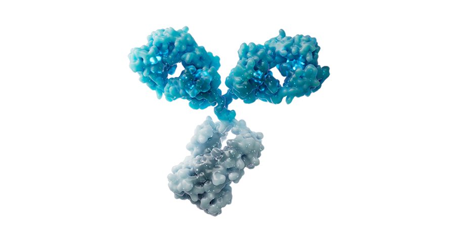 BGB-3111-215 Trial