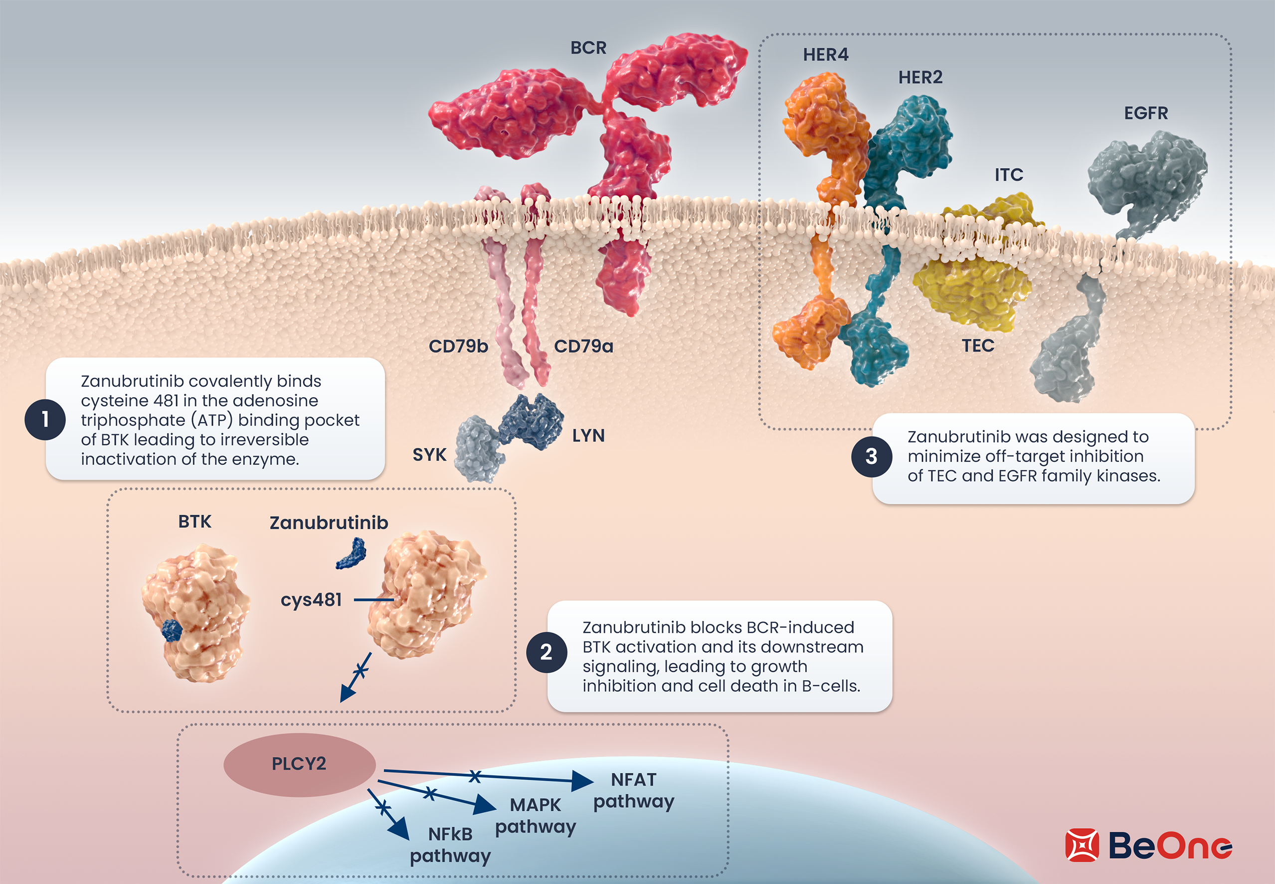 Zanubrutinib MOA