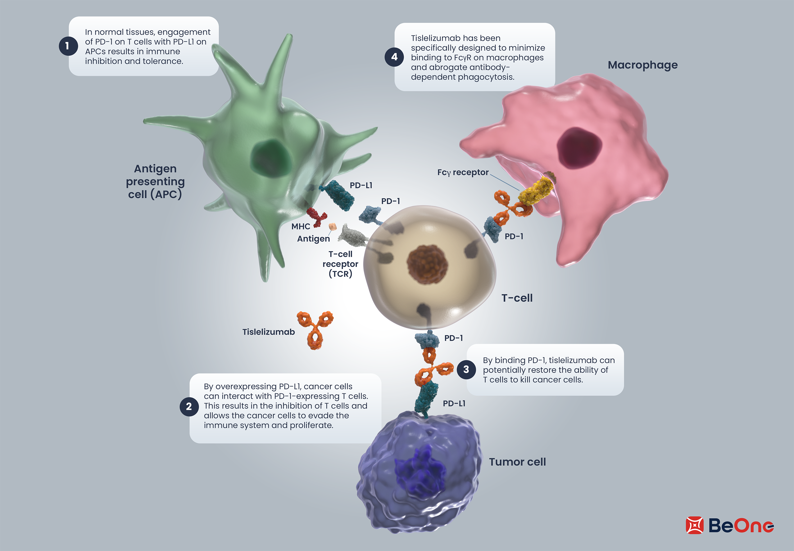 Mechanism of action of tislelizumab, a PD-1 inhibitor